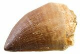 Fossil Mosasaur (Thalassotitan) Tooth - Morocco #341514-1